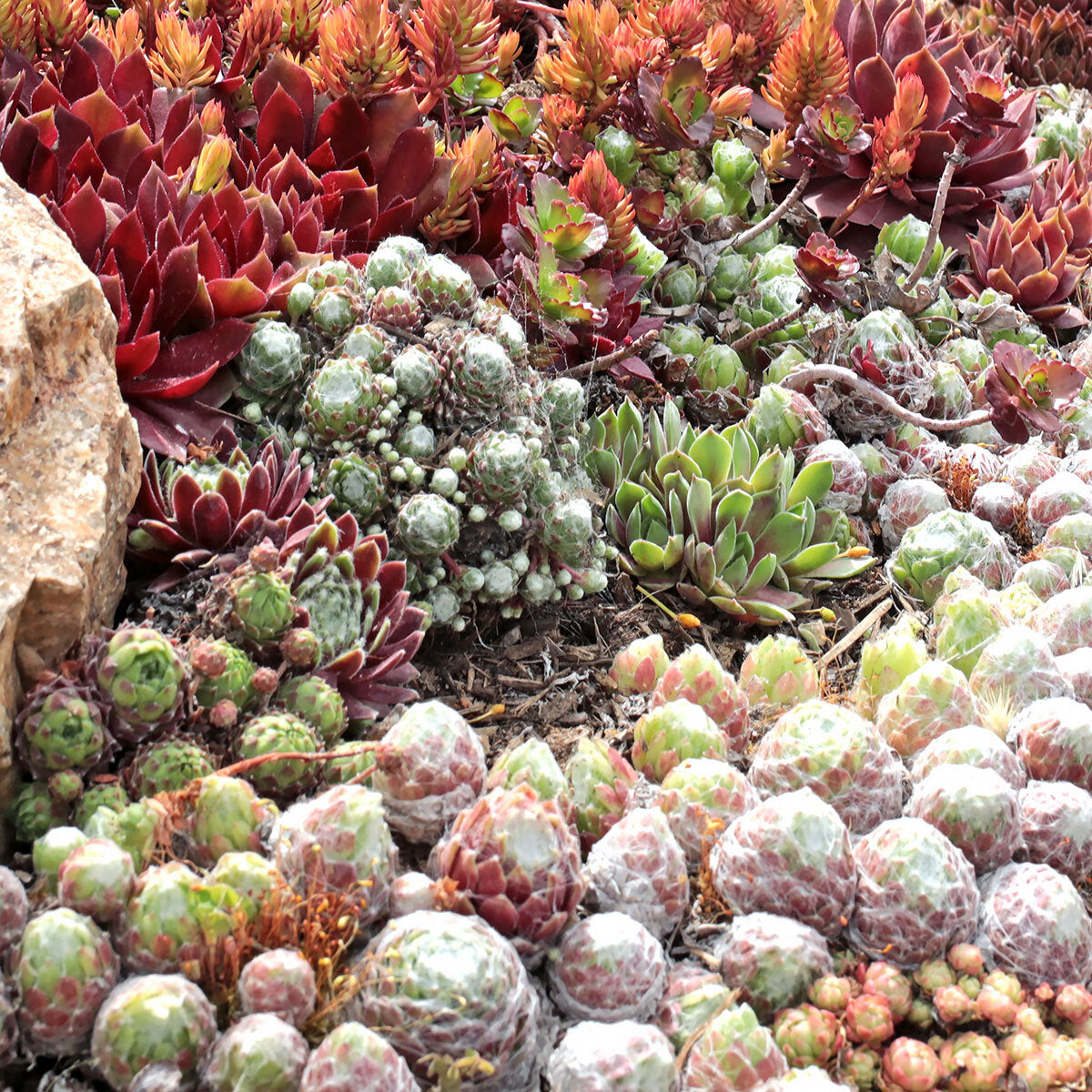 Mixed Sempervivum Flower seeds for Planting - Long Bloom Season, Heirloom & GMO Free Seeds for Home Garden