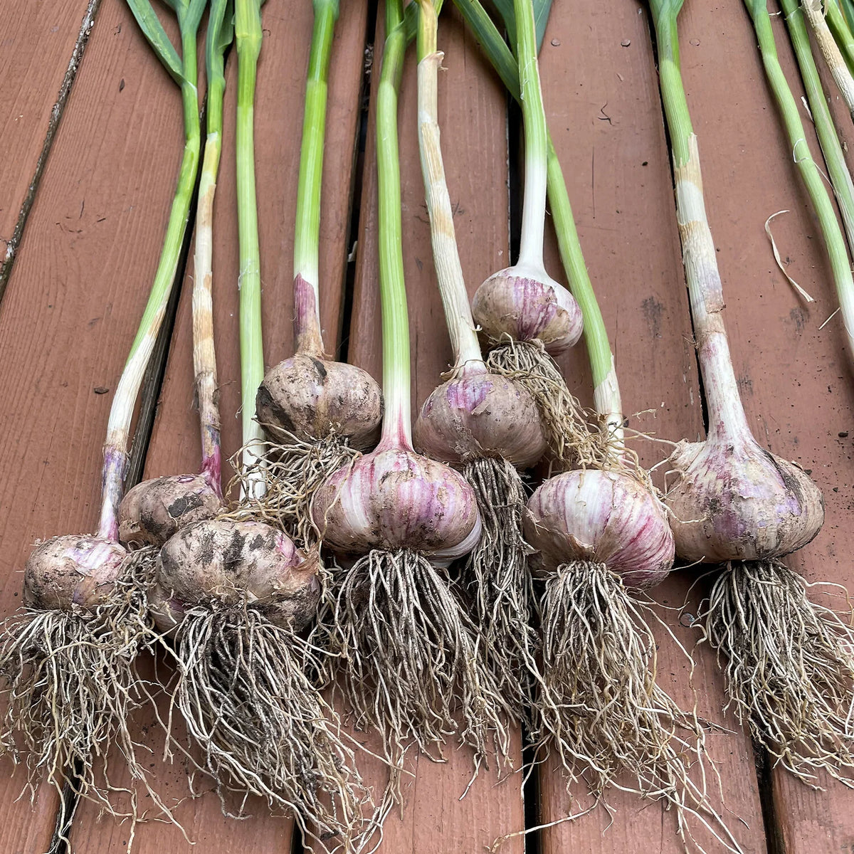 Light Purple Garlic Seeds, Premium Seeds seed packet for home gardening