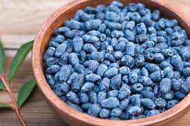 Haskap berry seeds germination and planting guide