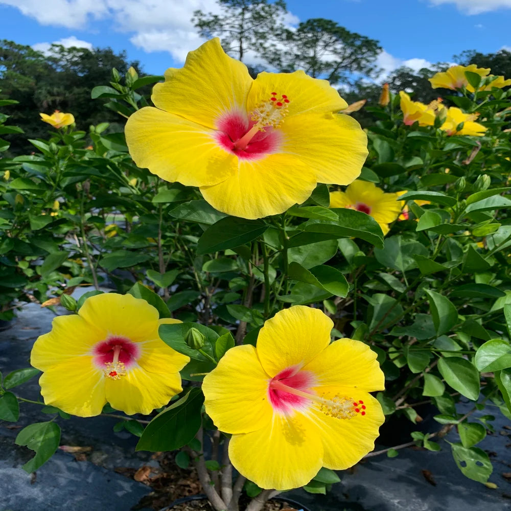 Hibiscus Light Yellow Flower seeds for Planting - Bright Blooms, Heirloom & GMO Free Seeds for Home Garden