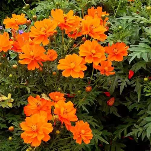 Orange Cosmos Flower seeds for Planting - Long Bloom Season, Heirloom & GMO Free Seeds for Home Garden