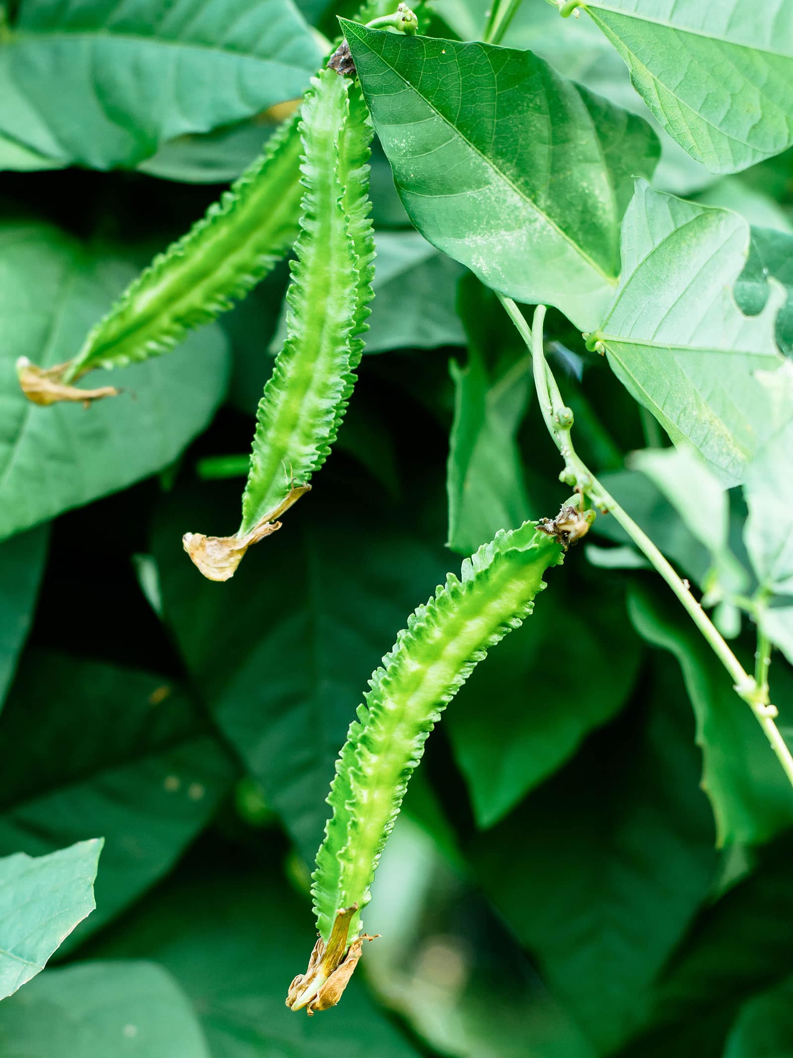 Green Winged Bean Seeds for Easy Planting