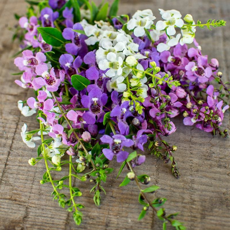Organic Angelonia Plant Seeds – Colorful Balcony and Landscape Flowers