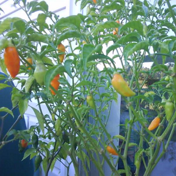 Heirloom Augustine Minorcan Datil Pepper seeds for planting