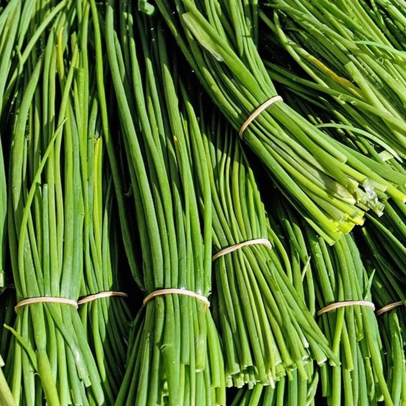 Organic Chive Plant Seeds – Easy to Grow Herb with Purple Blooms