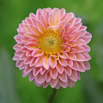 Organic Dahlia Flower Seeds – Bright Annual Blooms for Pots & Borders