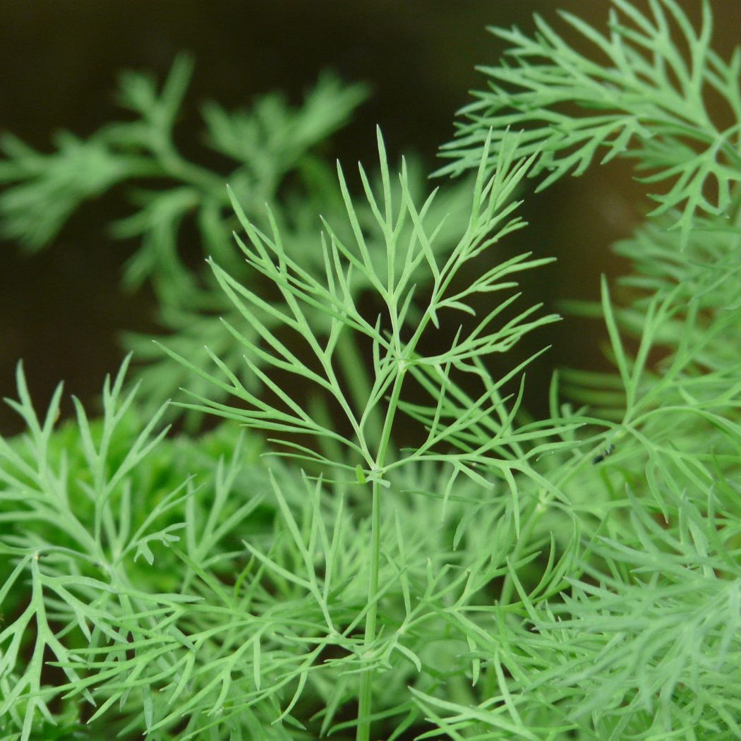 Organic Dill Plant Seeds – Easy to Grow Herb for Kitchen Gardens