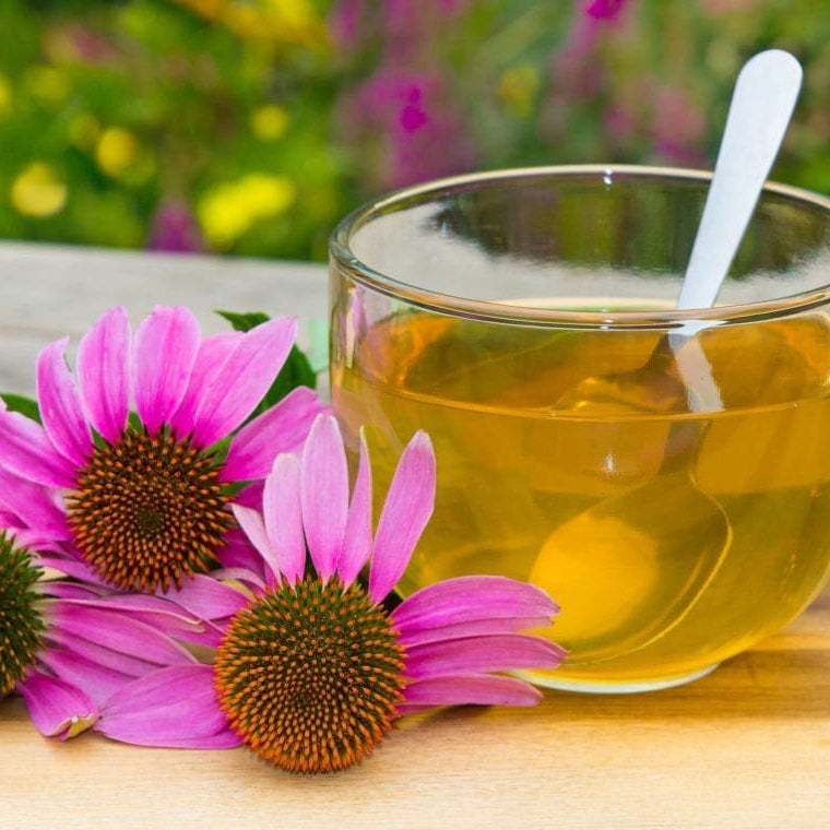 Heirloom Echinacea Flower Seeds – Pollinator-Friendly Garden Plant