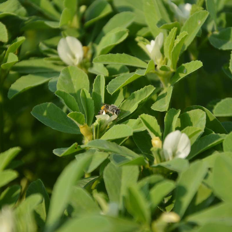 Fenugreek Seeds – Organic Herbal Seeds for Sprouts and Wellness Gardens