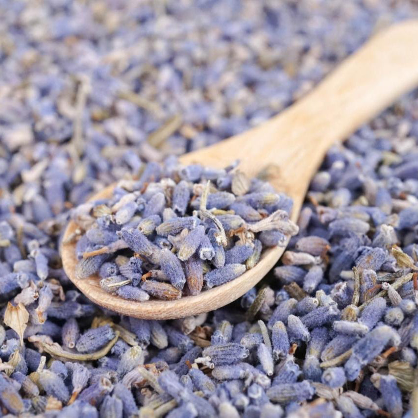 Organic Lavender Plant Seeds – Aromatic Herb That Attracts Pollinators