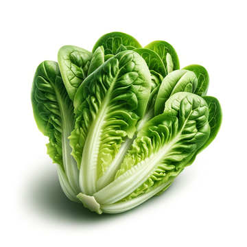 Romaine Lettuce Seeds – Organic Crisp Leaves for Salads