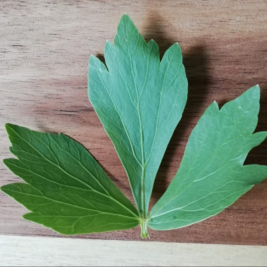 Organic Lovage Plant Seeds – Rich Aromatic Herb for Cooking and Wellness