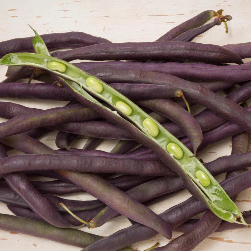 Buy Purple Hull Pea Seeds Online – Non-GMO Tender Pods for Gardens