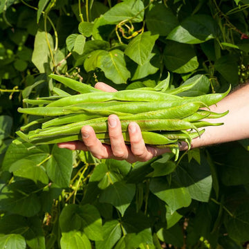 Buy Runner Bean Seeds Online – Non-GMO Variety with Long Pods