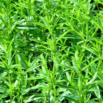 Organic Savory Plant Seeds – Peppery Herb for Soups and Seasoning