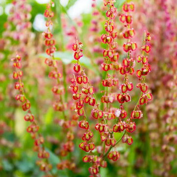 Buy Sorrel Seeds Online – Non-GMO Heirloom Rumex acetosa Variety