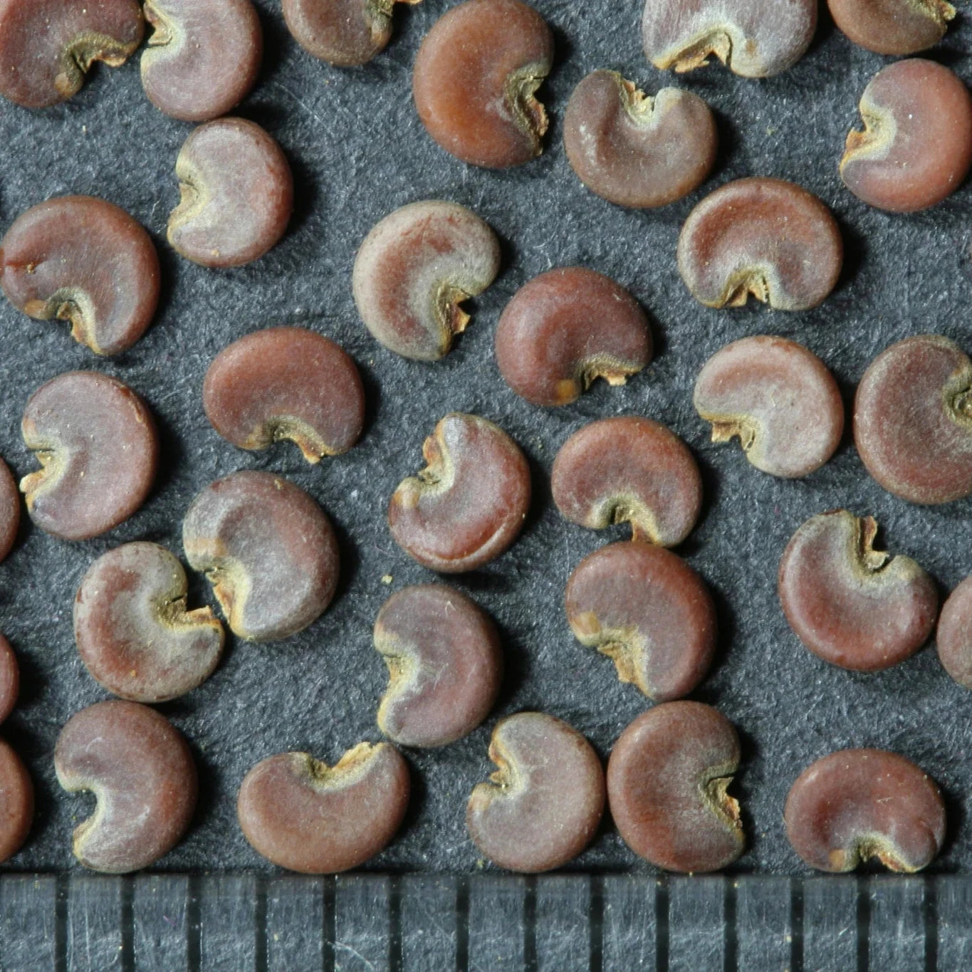 Organic Marshmallow Plant Seeds – Soothing Herbal Remedy Herb