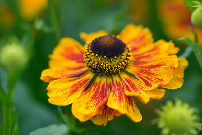 Helenium Flower seeds for Planting Bright Blooms Heirloom & GMO Free Seeds for Home Garden
