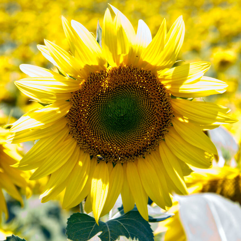 Organic Mammoth Grey Stripe Seeds – Tall Sunflowers for Home & Farm Gardens