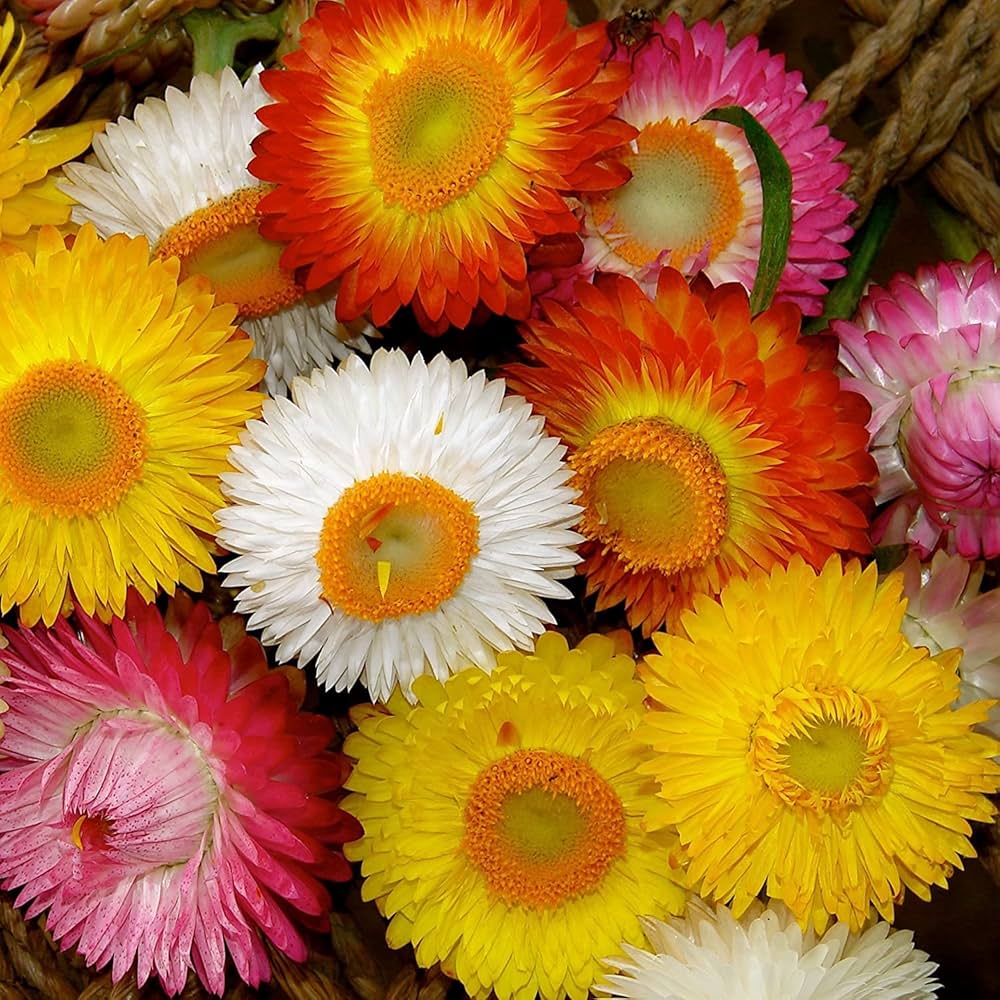 Mixed Helichrysum Flower Seeds for Planting