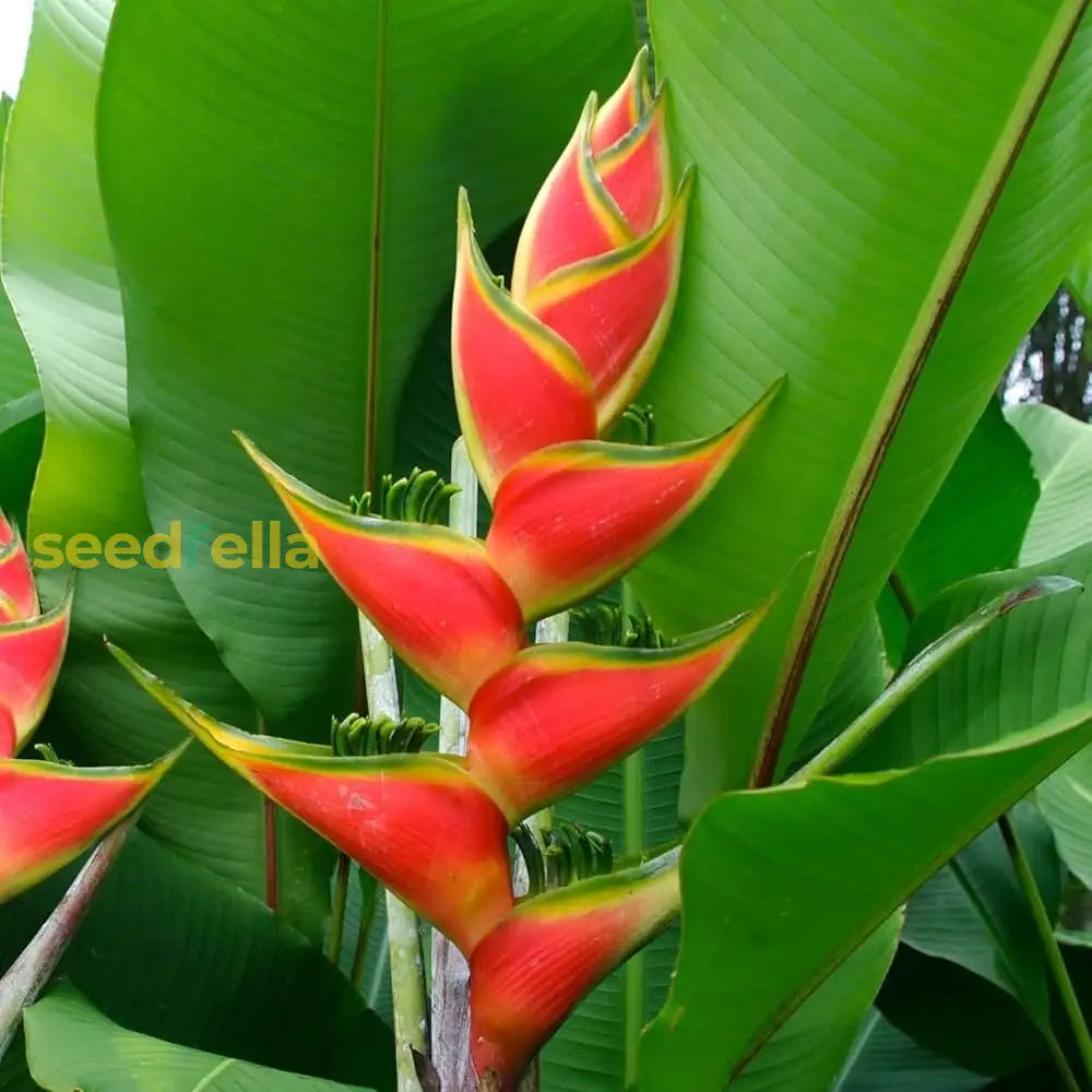 Heliconia Wagneriana Seeds For Tropical Planting  Vibrant Exotic Blooms Plant Seeds