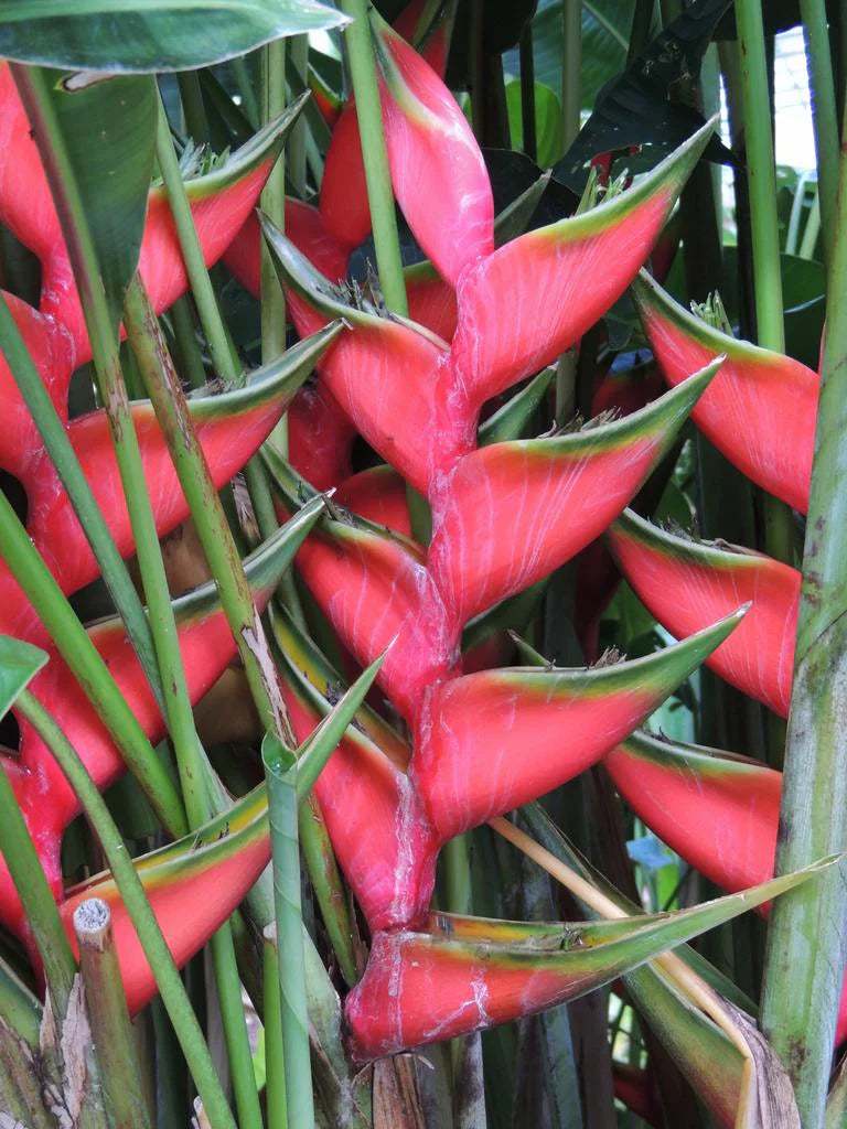 Heliconia Pogonantha Flower seeds for Planting - Bright Blooms, Heirloom & GMO Free Seeds for Home Garden
