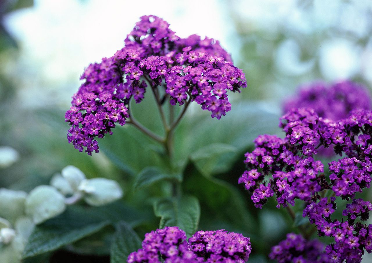 Heliotropium Flower seeds for Planting - Low Maintenance, Heirloom & GMO Free Seeds for Home Garden