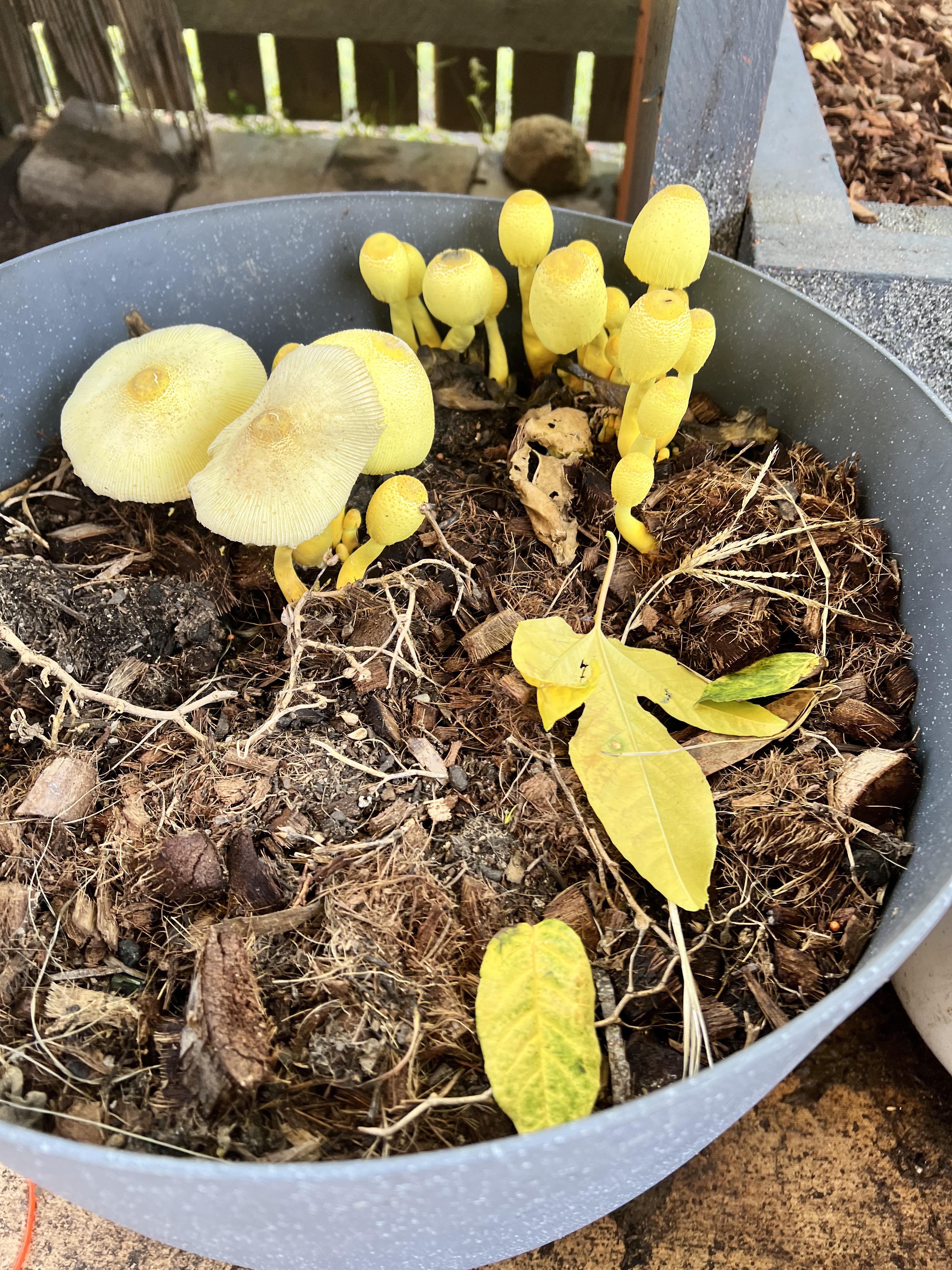 Yellow Mushrooms Planting Seeds