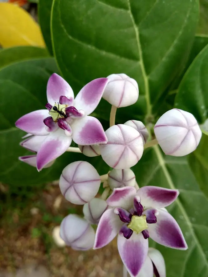 Calotropis Flower seeds for Planting - Drought Tolerant, Heirloom & GMO Free Seeds for Home Garden