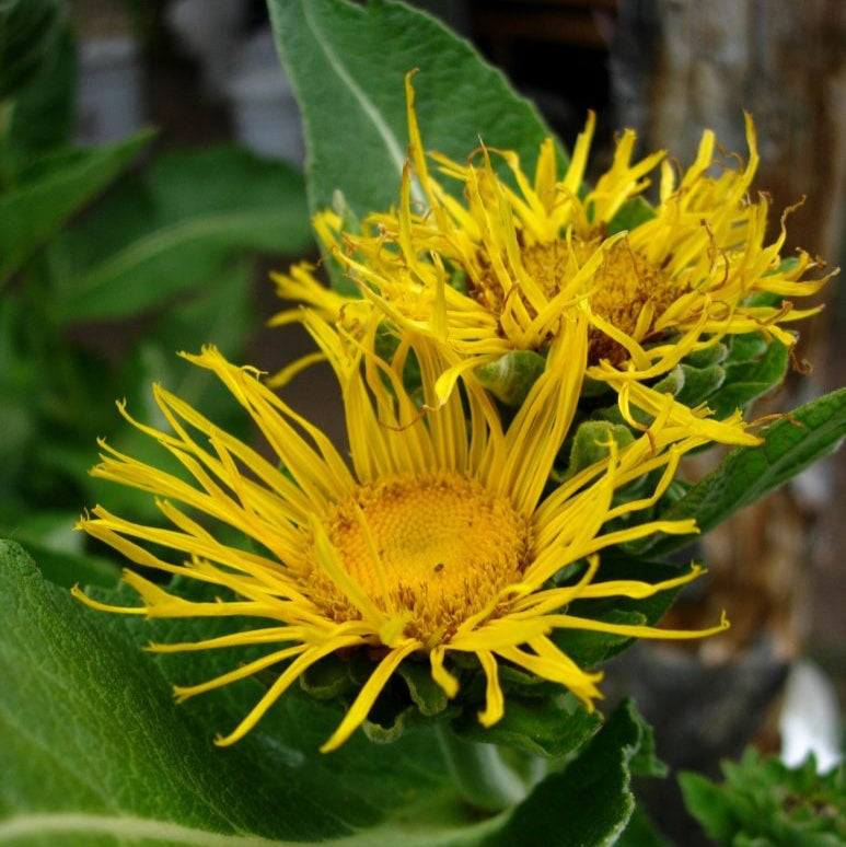 Non-GMO Elecampane Seeds – Organic Herb for Natural Remedies