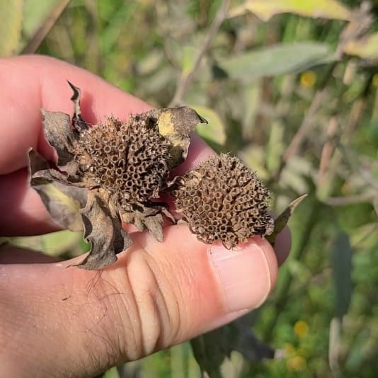 Wild Bergamot Herb Seeds – Organic Perennial Pollinator Plant for Home Gardens