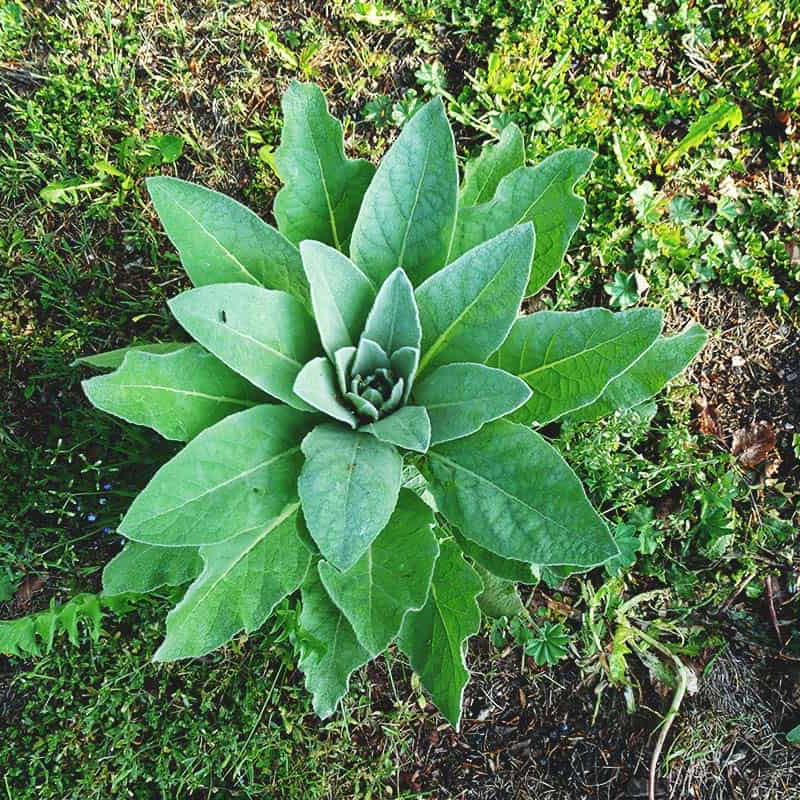Mullein Herb Seeds – Organic Non-GMO Wellness Herb for Natural Healing