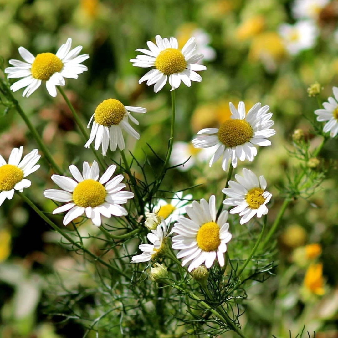 Organic German Chamomile Seeds – Soothing Medicinal Herb Flower