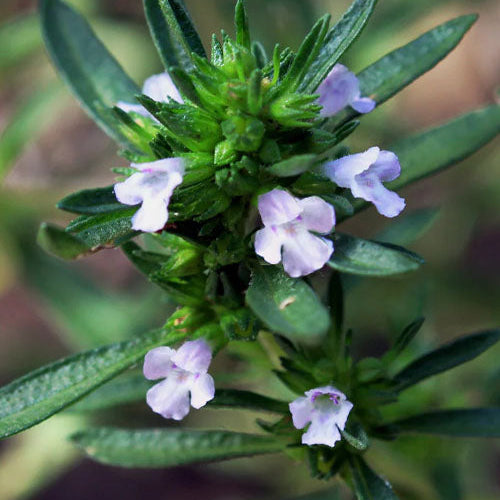 Savory Herb Seeds – Organic Non-GMO Culinary Herb for Meats and Stews