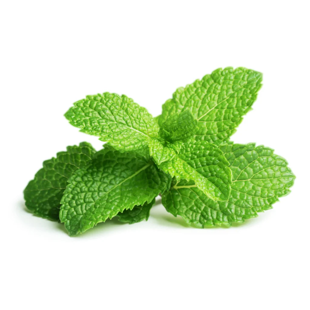Organic Mint Plant Seeds – Aromatic and Refreshing Herb Variety