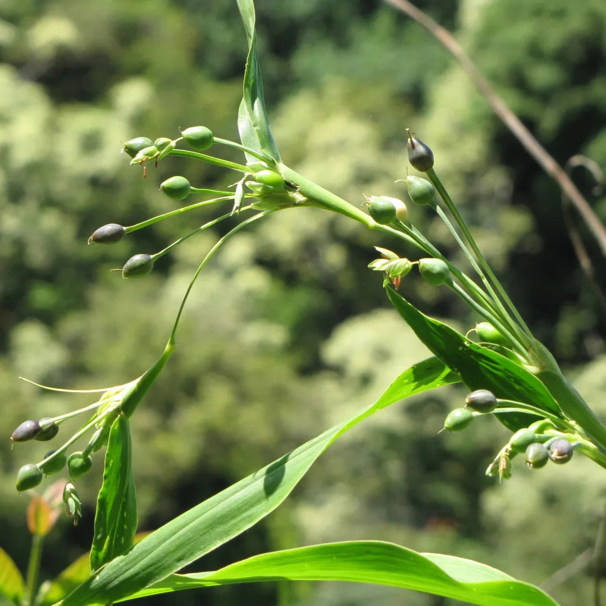 Heirloom Job’s Tears Seeds – Unique Grass for Crafts and Gardens