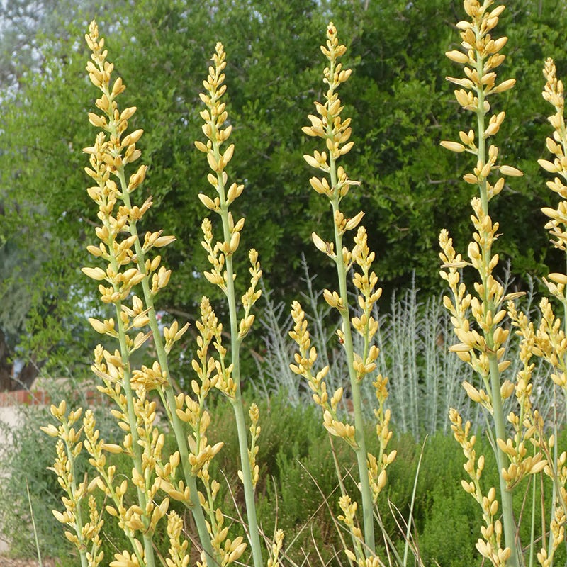 Yellow Yucca Plant Seeds for Easy Planting