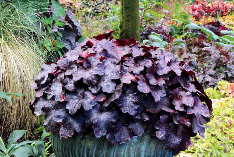 Purple Coral Bells Flower seeds for Planting - Sun Loving, Heirloom & GMO Free Seeds for Home Garden