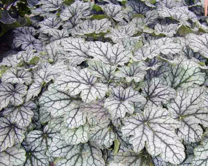 White Coral Bells Flower seeds for Planting - Cut Flower Favorite, Heirloom & GMO Free Seeds for Home Garden