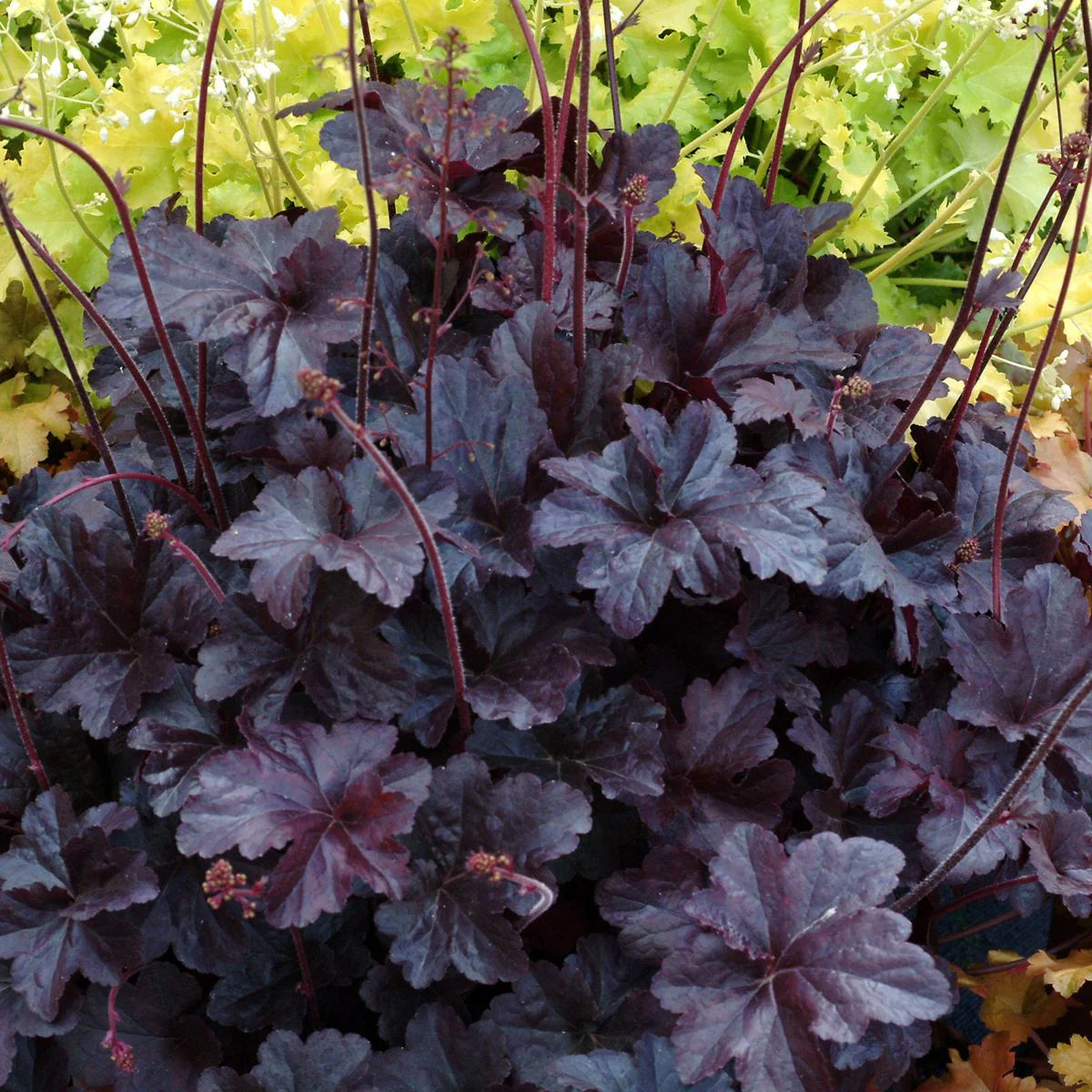 Black Obsidian Flower seeds for Planting - Cottage Garden Essential, Heirloom & GMO Free Seeds for Home Garden