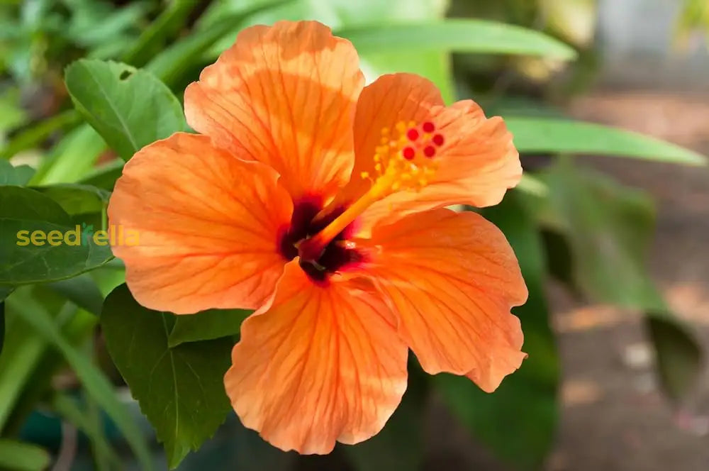 Hibiscus Orange Seeds For Planting - Stunning Tropical Blooms Flower