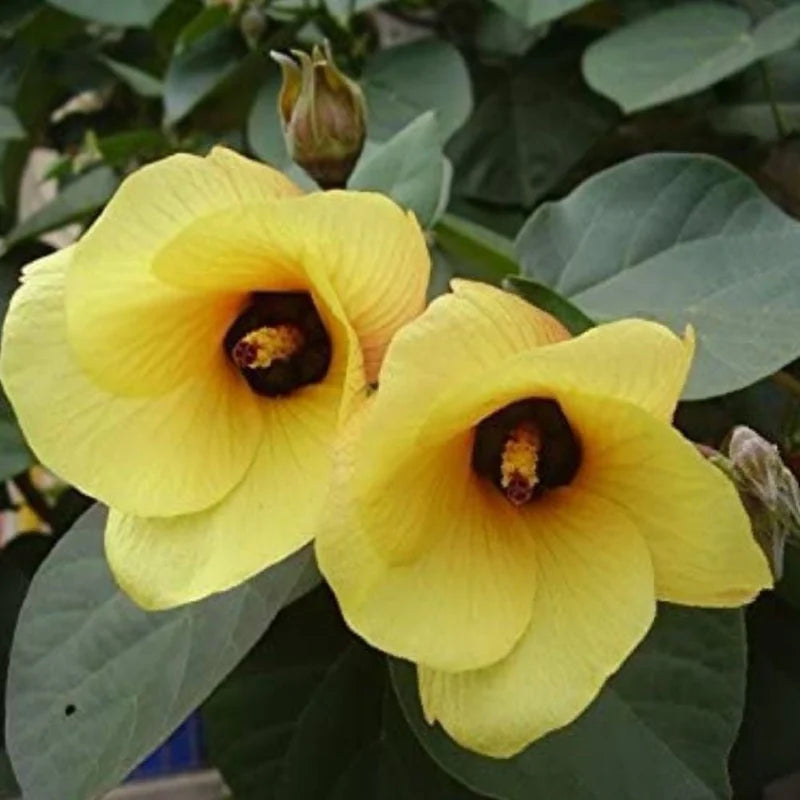 Cytisus Battandieri Flower seeds for Planting - Cut Flower Favorite, Heirloom & GMO Free Seeds for Home Garden Sale