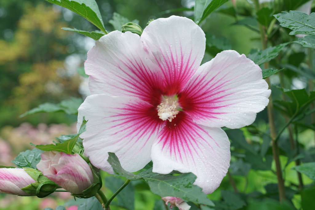 Pink Sharon Flower seeds for Planting - Colorful Display, Heirloom & GMO Free Seeds for Home Garden