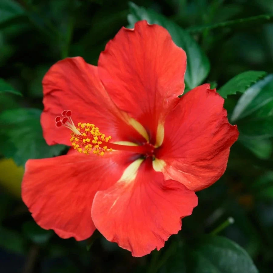 Buy Hibiscus Seeds Online – Hibiscus rosa-sinensis Red Bloom Variety