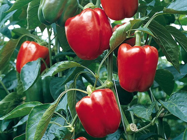High germination bell pepper seeds