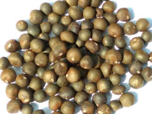Green Camellia Sinensis Seeds for Planting