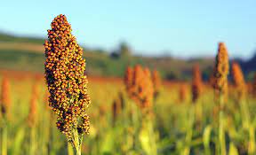 High-yield Brown Sorghum seeds for grain and syrup production