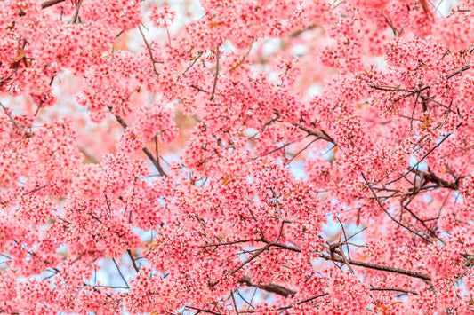 Himalayan Cherry Tree (Prunus cerasoides) seeds for planting