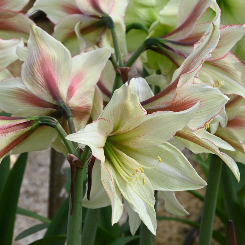 Hippeastrum Rutilum Flower seeds for Planting - Easy to Grow, Heirloom & GMO Free Seeds for Home Garden