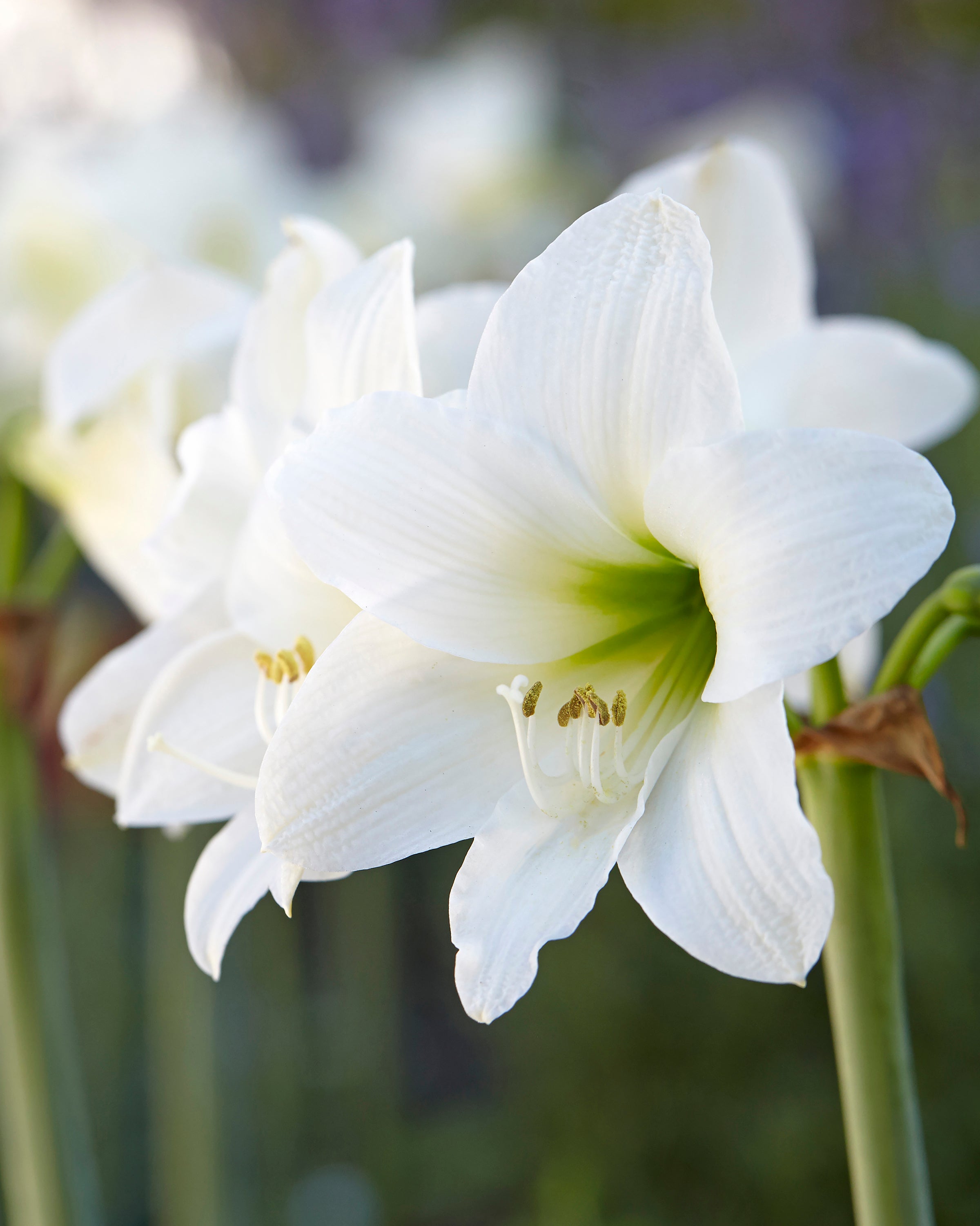 White Amaryllis Seeds for Planting